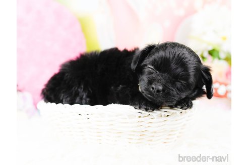 成約済の神奈川県のチワプー:チワワ×トイプードル-285268の5枚目