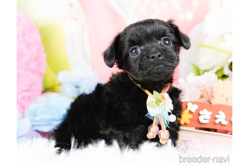 成約済の神奈川県のチワプー:チワワ×トイプードル-285268の6枚目