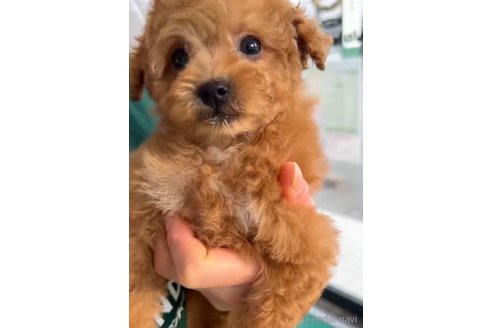 成約済の福岡県のトイプードル-283296の2枚目