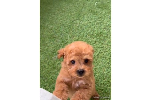 成約済の福岡県のトイプードル-283296の3枚目