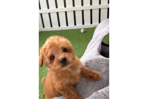 成約済の福岡県のトイプードル-283296の4枚目