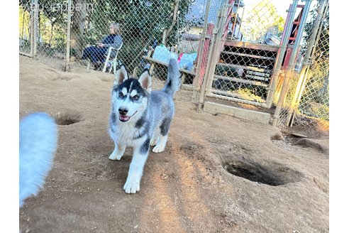 成約済の茨城県のシベリアンハスキー-281127の4枚目