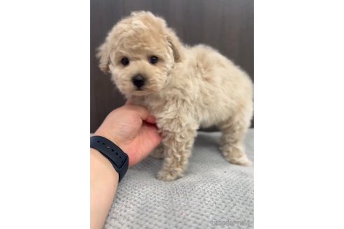 成約済の福岡県のトイプードル-283256の3枚目