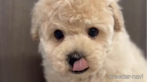 成約済の福岡県のトイプードル-283256の2枚目