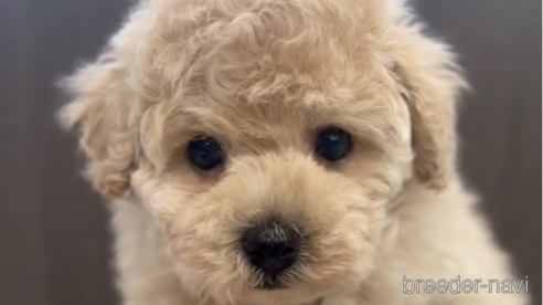 成約済の福岡県のトイプードル-283256の1枚目