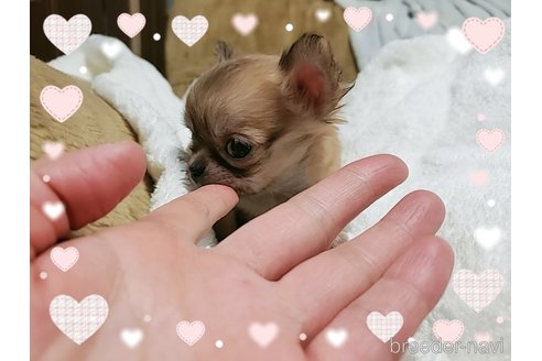 成約済の大阪府のチワワ(ロングコート)-279004の23枚目