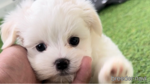 成約済の福岡県のマルチーズ-279301