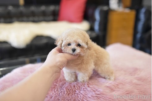 成約済の茨城県のティーカッププードル-285337の6枚目