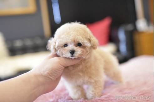 成約済の茨城県のティーカッププードル-285337の5枚目