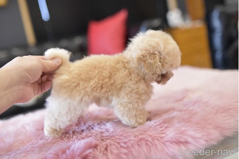 成約済の茨城県のティーカッププードル-285337の4枚目