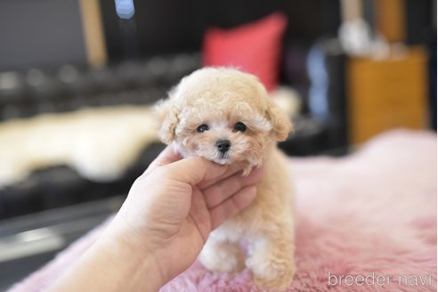 成約済の茨城県のティーカッププードル-285337の3枚目