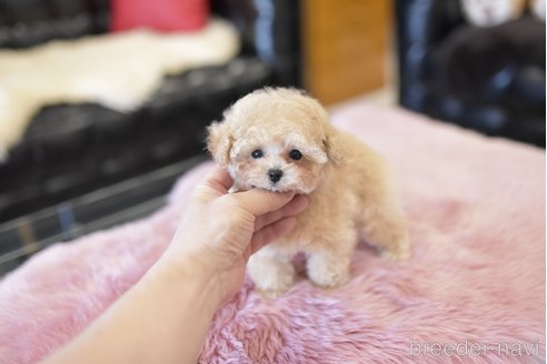 成約済の茨城県のティーカッププードル-285337の2枚目