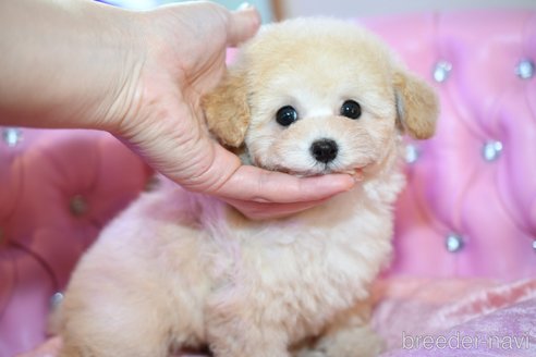 成約済の茨城県のタイニープードル-285345の14枚目
