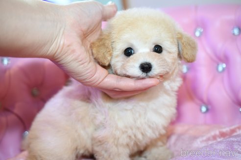 成約済の茨城県のタイニープードル-285345の10枚目