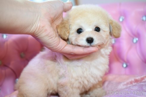成約済の茨城県のタイニープードル-285345の15枚目