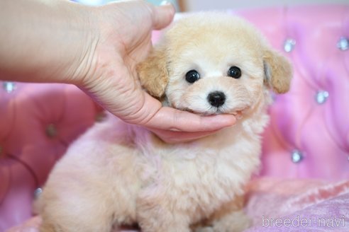 成約済の茨城県のタイニープードル-285345の13枚目