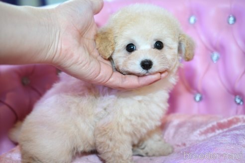 成約済の茨城県のタイニープードル-285345の14枚目