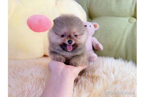 成約済の岐阜県のポメラニアン-282720の25枚目