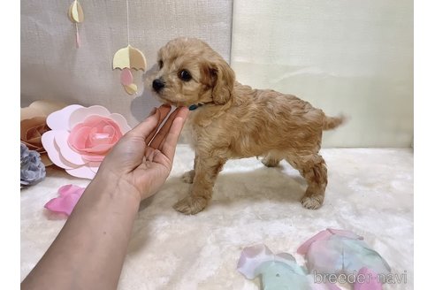 成約済の東京都のコッカプー:アメリカンコッカースパニエル×トイプードル-283056の7枚目