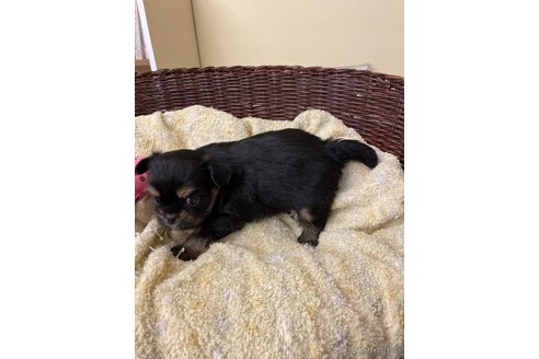 成約済の愛知県のミックス犬-285490の2枚目