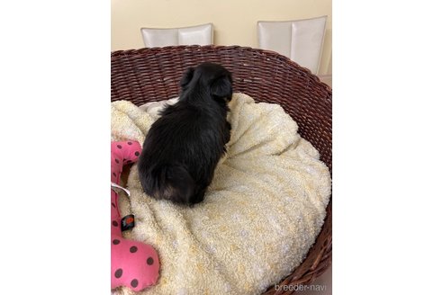 成約済の愛知県のミックス犬-285490の3枚目