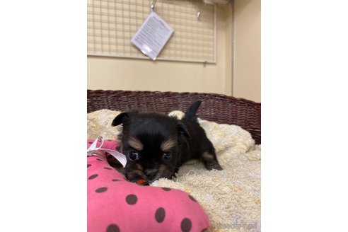 成約済の愛知県のミックス犬-285490の4枚目