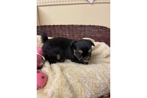 成約済の愛知県のミックス犬-285490の5枚目