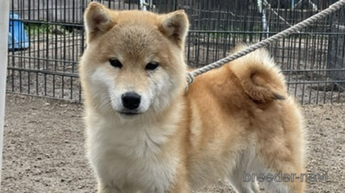 成約済の広島県の柴犬-257665