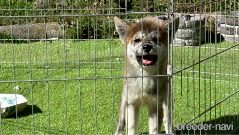 販売中の福岡県のミックス犬-248708の2枚目