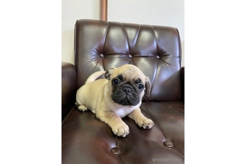 成約済の滋賀県のミックス犬-273588の10枚目