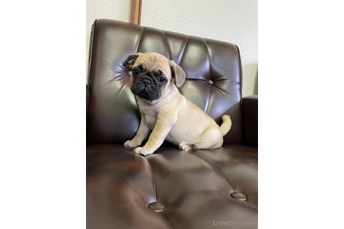 成約済の滋賀県のミックス犬-273588の8枚目