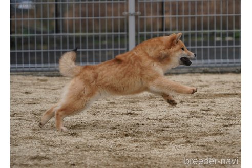 成約済の愛媛県の柴犬-261612の2枚目