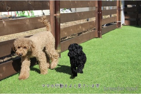 成約済の愛知県のトイプードル-278667の16枚目