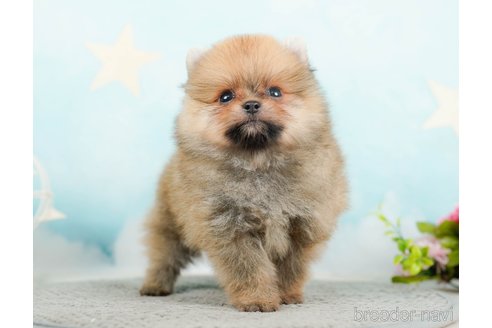 成約済の千葉県のポメラニアン-285565の11枚目