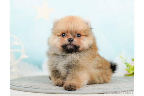 成約済の千葉県のポメラニアン-285565の7枚目