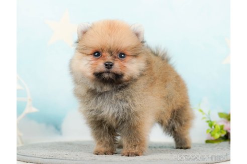 成約済の千葉県のポメラニアン-285565の8枚目