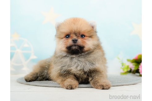 成約済の千葉県のポメラニアン-285565の9枚目