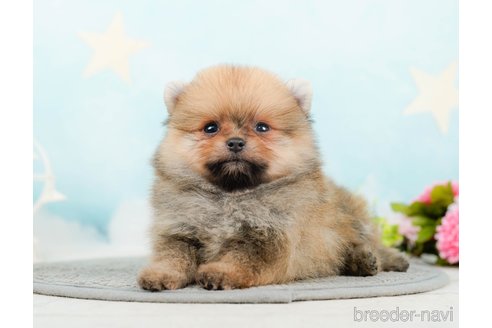 成約済の千葉県のポメラニアン-285565の10枚目