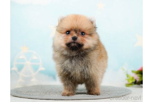 成約済の千葉県のポメラニアン-285565の5枚目