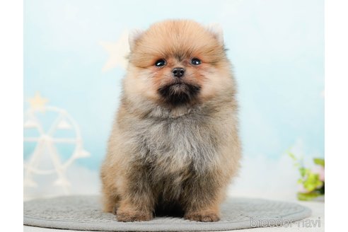 成約済の千葉県のポメラニアン-285565の6枚目