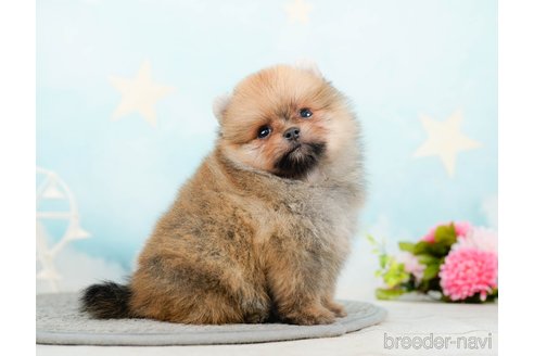 成約済の千葉県のポメラニアン-285565の3枚目