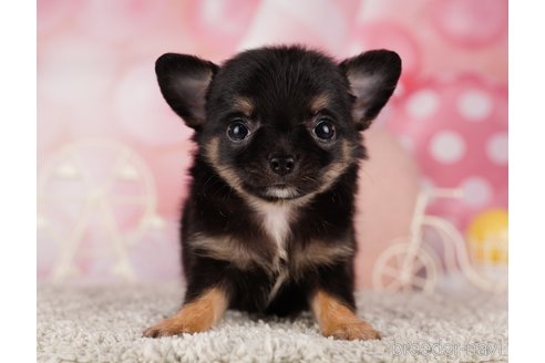 成約済の千葉県のチワワ(ロングコート)-285569の9枚目