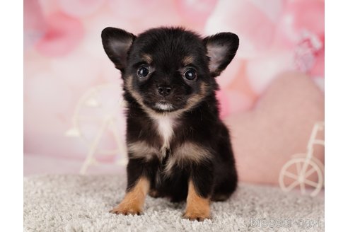 成約済の千葉県のチワワ(ロングコート)-285569の6枚目