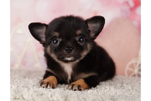 成約済の千葉県のチワワ(ロングコート)-285569の4枚目