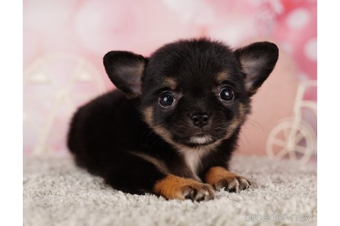 成約済の千葉県のチワワ(ロングコート)-285569の3枚目