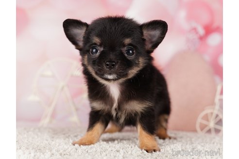 成約済の千葉県のチワワ(ロングコート)-285569の2枚目