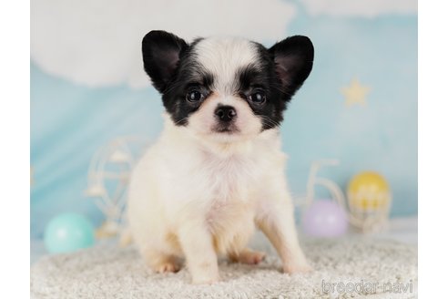 成約済の千葉県のチワワ(ロングコート)-285571の10枚目