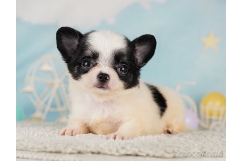 成約済の千葉県のチワワ(ロングコート)-285571の7枚目
