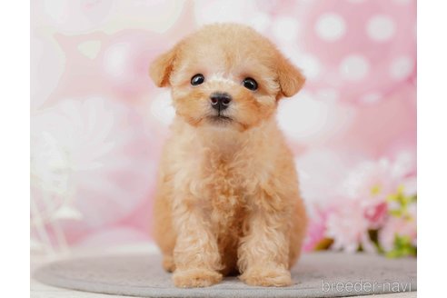 成約済の千葉県のティーカッププードル-285573の6枚目