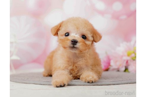 成約済の千葉県のティーカッププードル-285573の8枚目